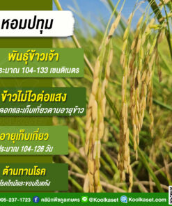 เมล็ดพันธุ์​ข้าว​ ข้าวเจ้า หอมปทุม ข้าวนาปี นาปรัง 25 กก. คลินิกพืชคูลเกษตร KR4