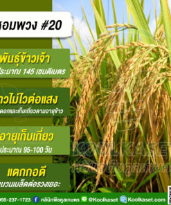 เมล็ดพันธุ์​ข้าว​ ข้าวเจ้า หอมพวง#20 ข้าวนาปี นาปรัง 25 กก. คลินิกพืชคูลเกษตร KR3