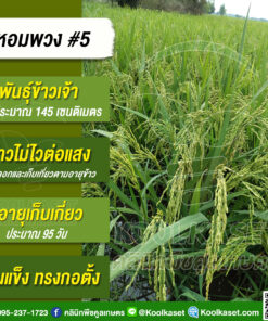 เมล็ดพันธุ์​ข้าว​ ​ ข้าวเจ้า หอมพวง#5 ข้าวนาปี นาปรัง 25 กก. คลินิกพืชคูลเกษตร KR2