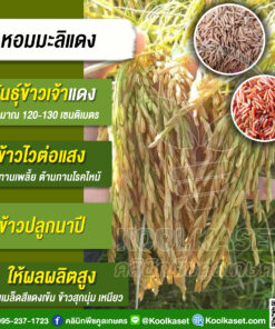 เมล็ดพันธุ์​ข้าว​ ข้าวเจ้า หอมมะลิแดง ไวแสง หอม เหนียวนุ่ม สารต้านอนุมูลอิสระสูง 20 กก. คลินิกพืชคูลเกษตร KR63