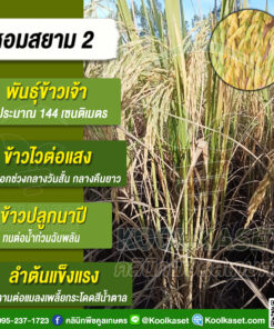 เมล็ดพันธุ์​ข้าว​ ข้าวเจ้า หอมสยาม หอมมะลิสูง ข้าวนาปี ไวแสง หอมนุ่ม ผลผลิตสูง 25 กก. คลินิกพืชคูลเกษตร KR16.1