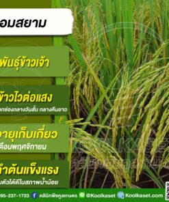 เมล็ดพันธุ์​ข้าว​ ข้าวเจ้า หอมสยาม หอมมะลิเตี้ย นาปี ไวแสง หอมนุ่ม ผลผลิตสูง  คลินิกพืชคูลเกษตร KR16