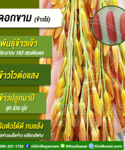 เมล็ดพันธุ์​ข้าว​ ข้าวเจ้า ข้าวไร่ ดอกขาม นาปี ไวแสง ปลูกแซมสวน เหมาะพื้นที่ไร่ 20 กก. คลินิกพืชคูลเกษตร KR76