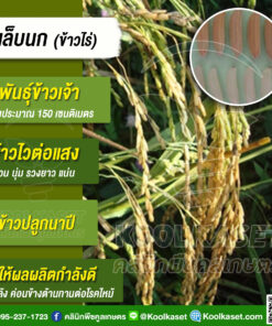 เมล็ดพันธุ์​ข้าว​ ข้าวเจ้า ข้าวไร่ เล็บนก ไวแสง นาปี ข้าวหนัก คอรวงยาว นุ่น 20 กก. คลินิกพืชคูลเกษตร KR85