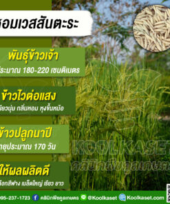 เมล็ดพันธุ์​ข้าว​ ข้าวเจ้า เวสสันตะระ นาปี เมล็ดเรียวยาว เหนียวนุ่ม 15 กก. คูลเกษตร KR35