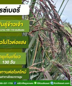 เมล็ดพันธุ์​ข้าว​ ข้าวเจ้าสีม่วงเข้ม ไรซ์เบอรี่ นาปี นาปรัง หอมหวาน เมล็ดเรียวยาว 20 กก. คลินิกพืชคูลเกษตร KR36