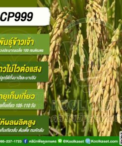 เมล็ดพันธุ์​ข้าว​ ข้าวเจ้า ซีพีไรซ์ 999 CP999 นาปี นาปรัง ไม่ไวแสง 20 กก. คลินิกพืชคูลเกษตร KR43