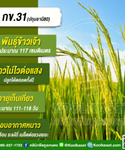 เมล็ดพันธุ์​ข้าว​ ข้าวเจ้า กข.31 RD31 นาปี นาปรัง ไม่ไวแสง ช่วงหนาว 25 กก. คลินิกพืชคูลเกษตร KR49