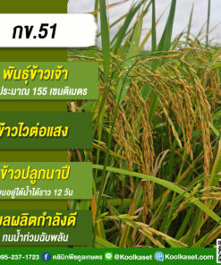เมล็ดพันธุ์​ข้าว​ ข้าวเจ้า กข.51 RD51 นาปี ไวแสง ทนน้ำท่วม หอมนุ่ม 25 กก. คลินิกพืชคูลเกษตร KR45