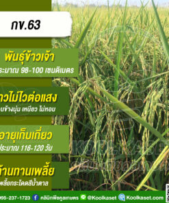 เมล็ดพันธุ์​ข้าว​ ข้าวเจ้า กข.63 RD.63 นาปี นาปรัง ไม่ไวแสง เมล็ดนุ่ม 25 กก. คลินิกพืชคูลเกษตร KR52