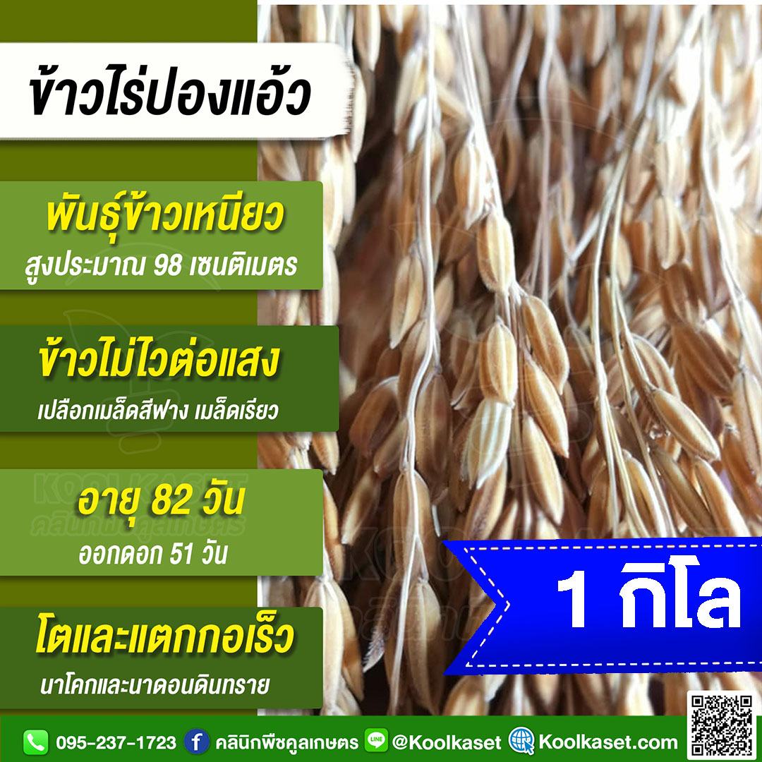 ข้าวไร่ปองแอว 1 กก