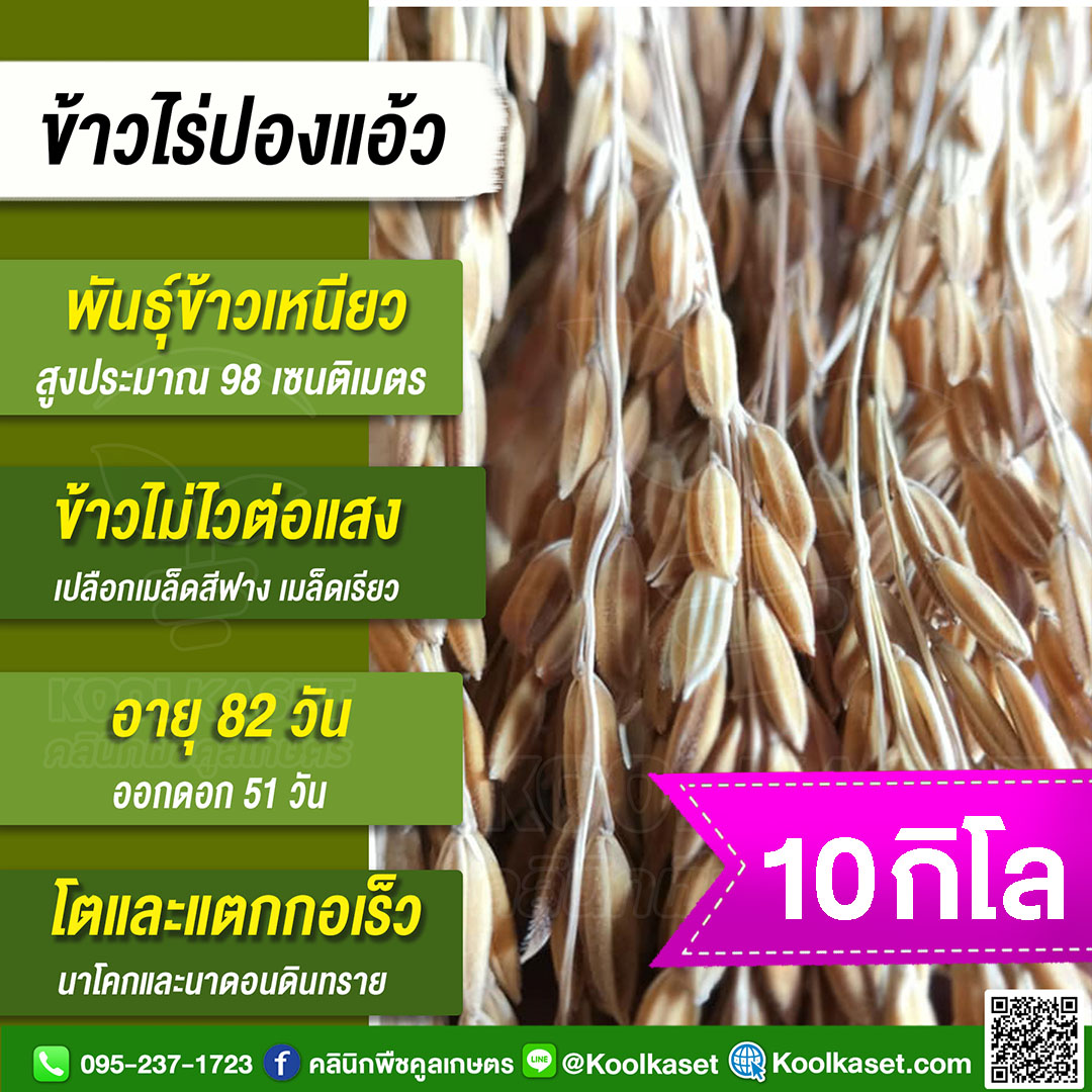 ข้าวไร่ปองแอว 10 กก