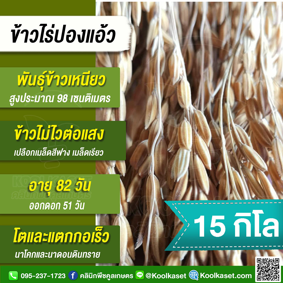 ข้าวไร่ปองแอว 15 กก