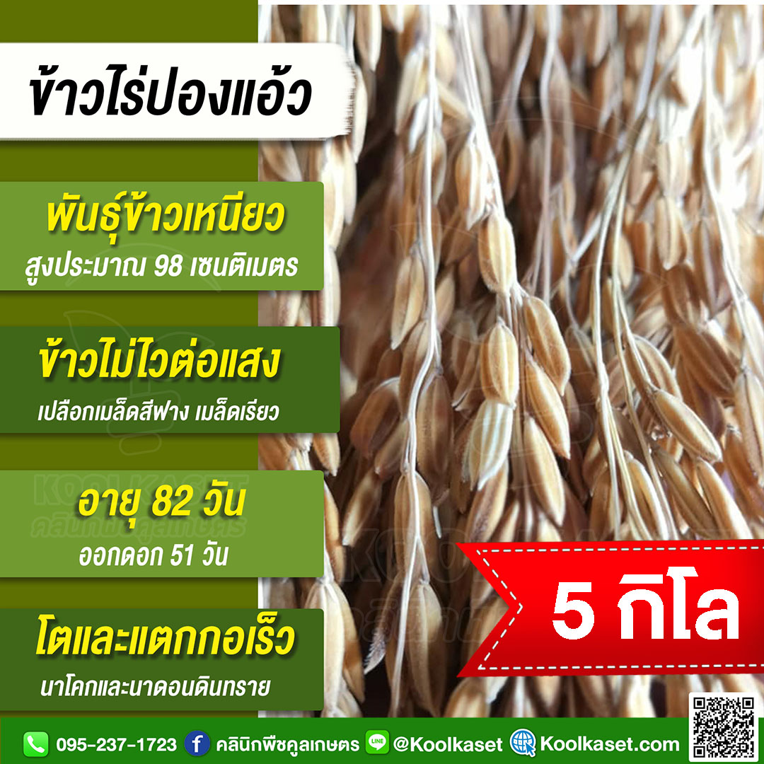 ข้าวไร่ปองแอว 5กก