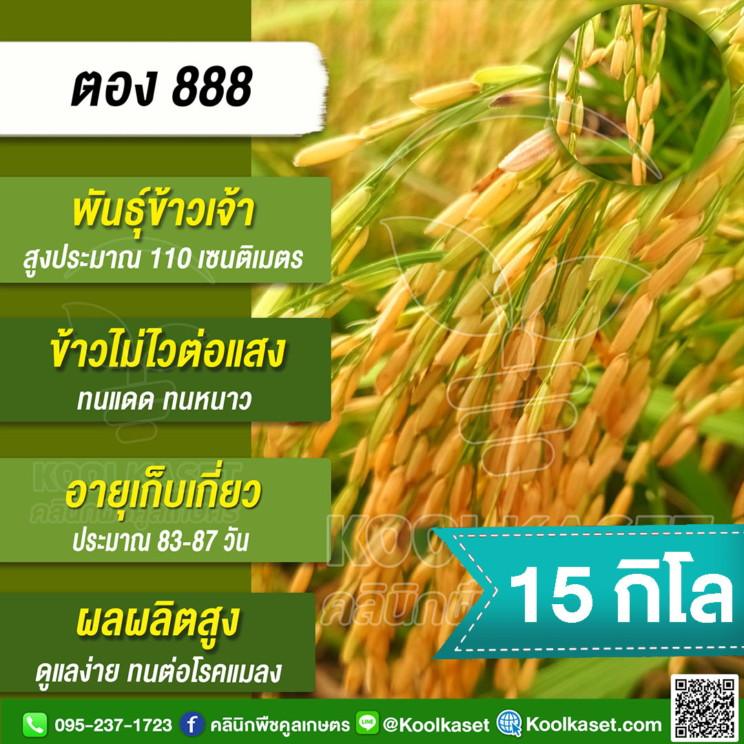 ตอง 888 15กก.
