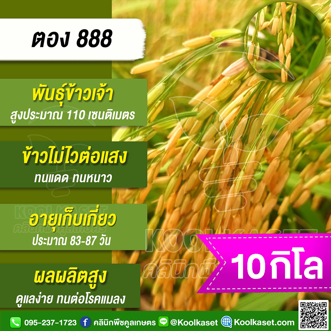 ตอง888 10 กก.