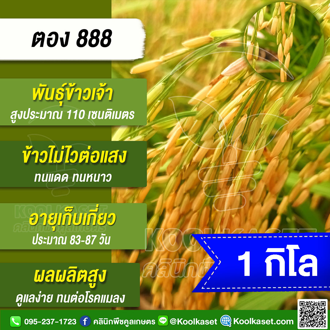 ตอง888 1กก.