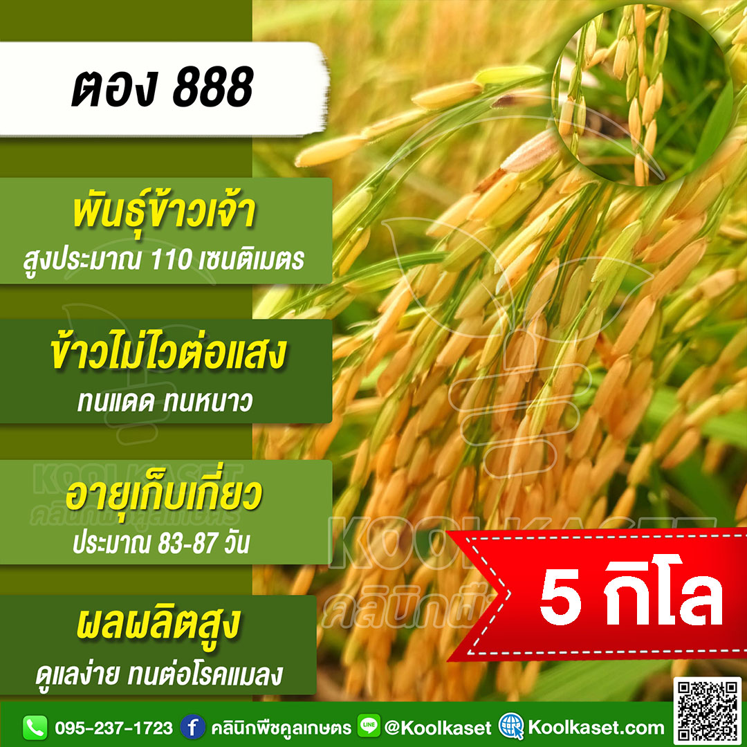 ตอง888 5กก.