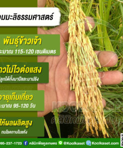เมล็ดพันธุ์​ข้าว​ ข้าวเจ้า หอมธรรมศาสตร์ นาปี นาปรัง ไม่ไวแสง หอมนุ่ม 20 กก. คลินิกพืชคูลเกษตร KR42
