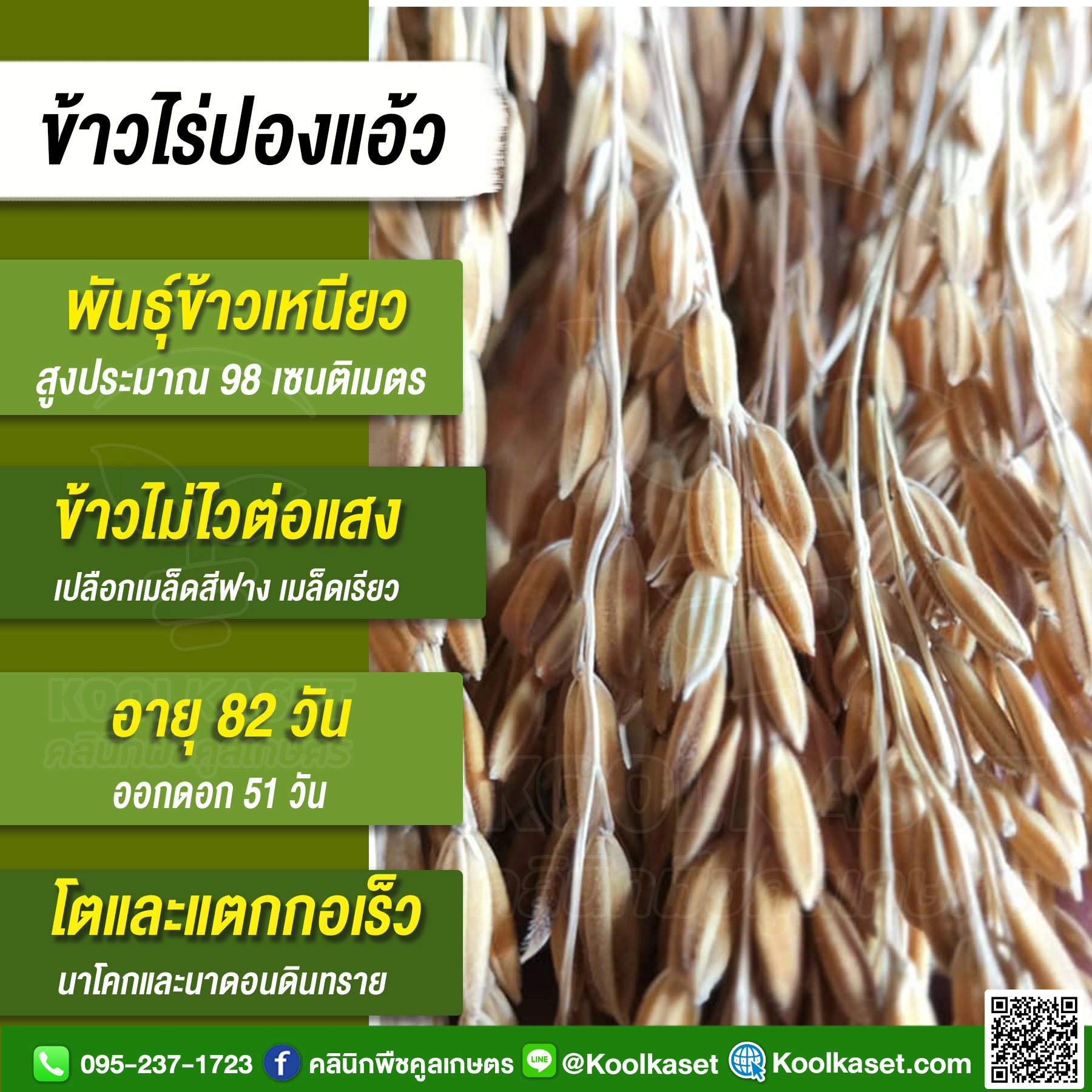 เหนียวไร่ปองแอ้ว 2
