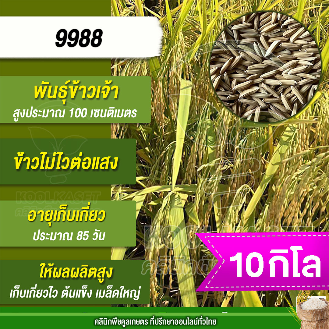 9988 10กก.