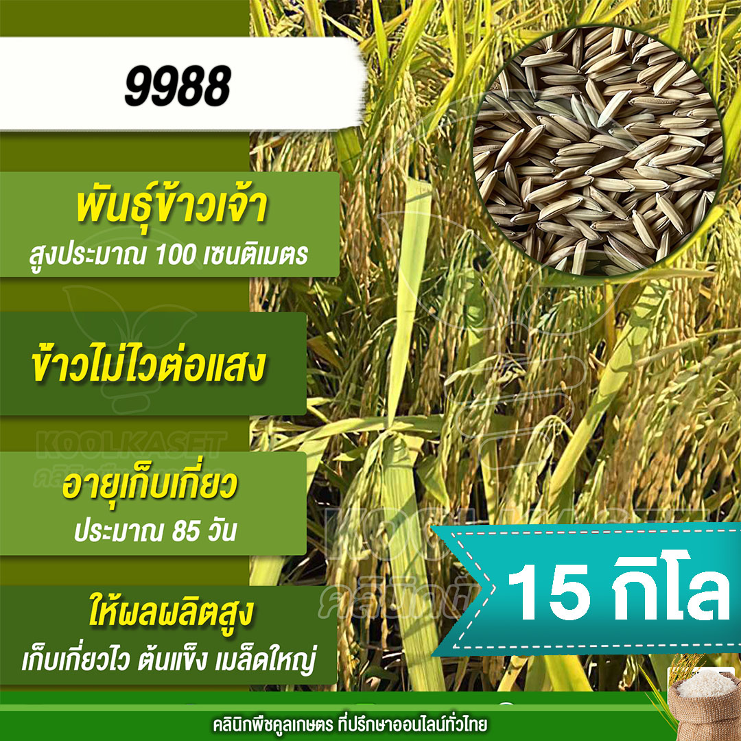 9988 15กก.
