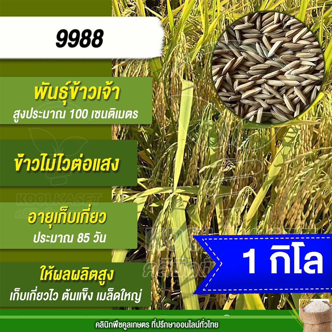 9988 1กก.