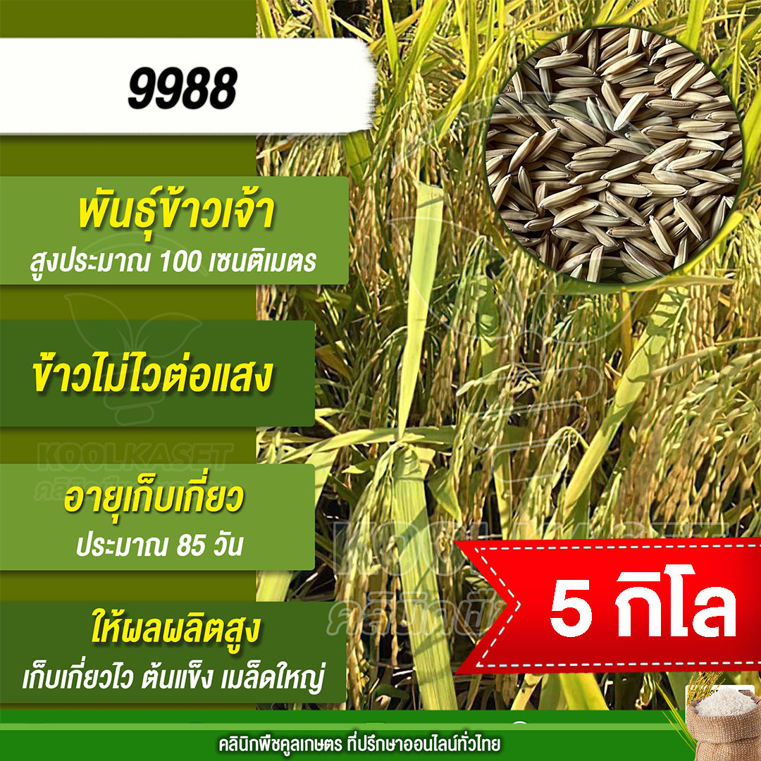 9988 5กก.