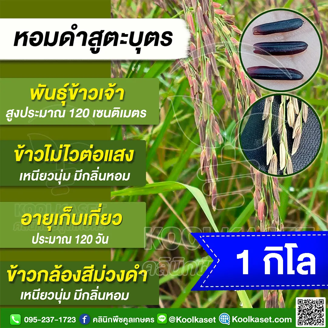 1 กก (1)