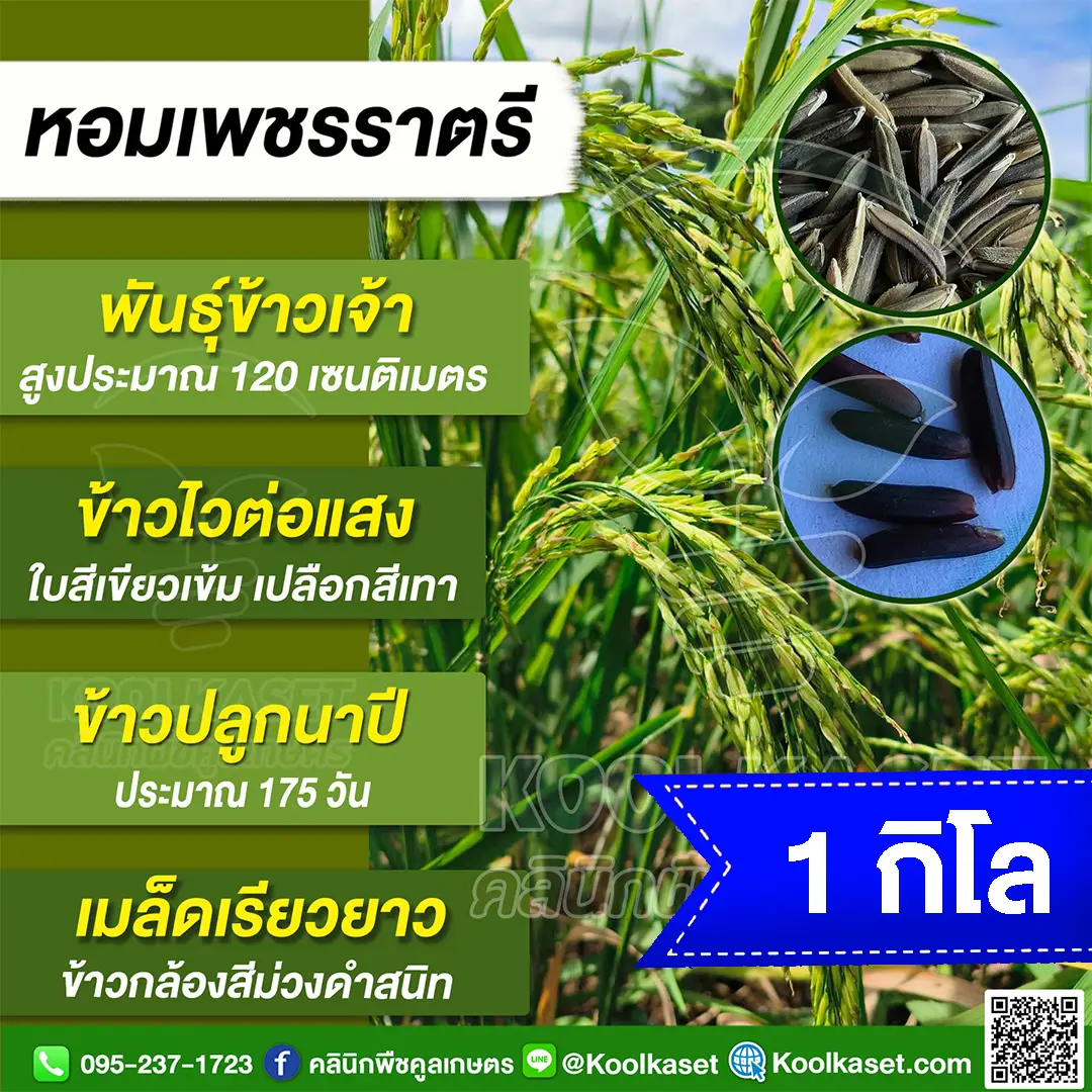 1 กก