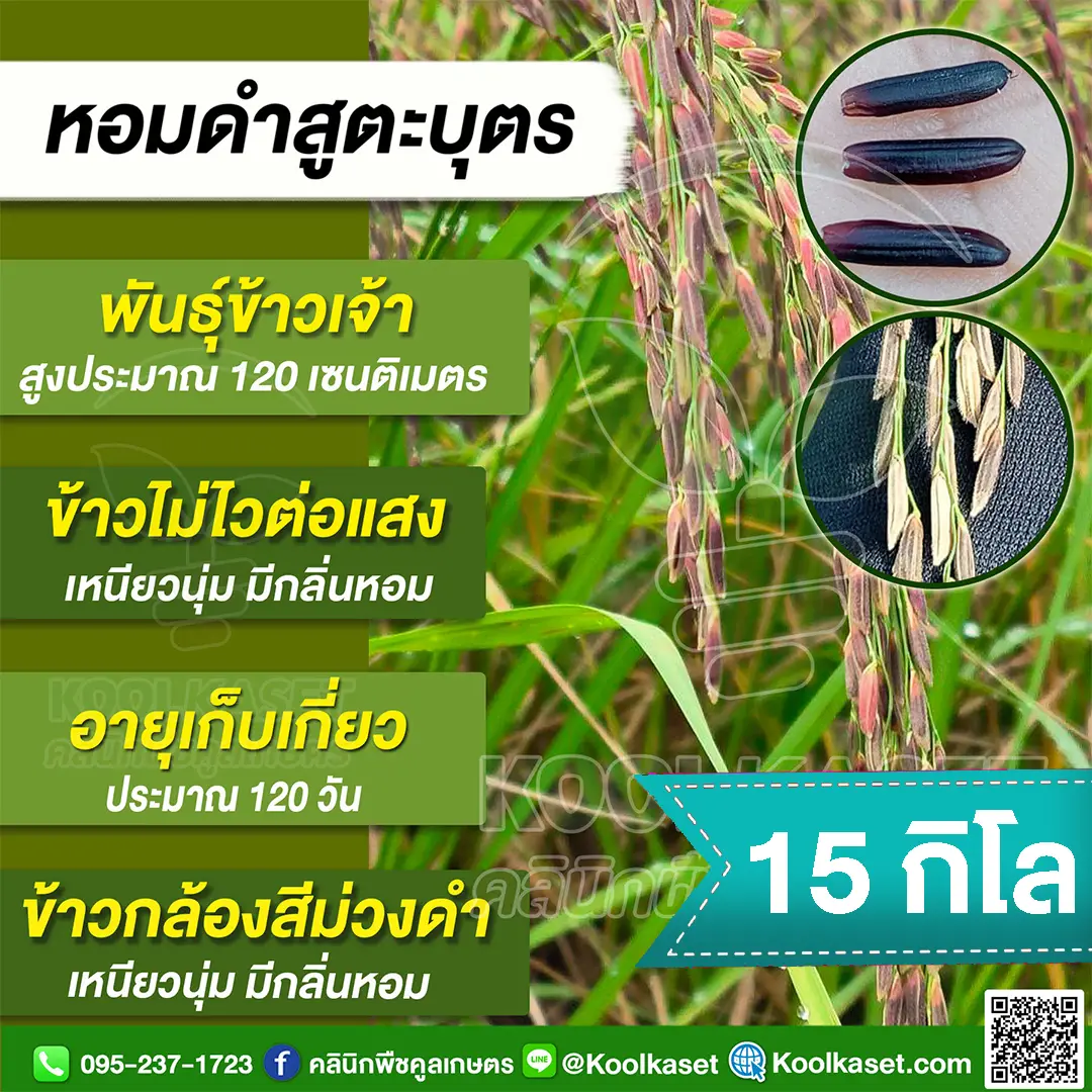 15 กก (1)