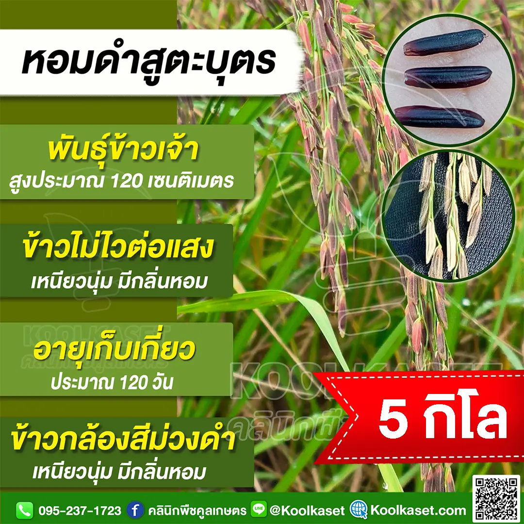 5 กก (1)