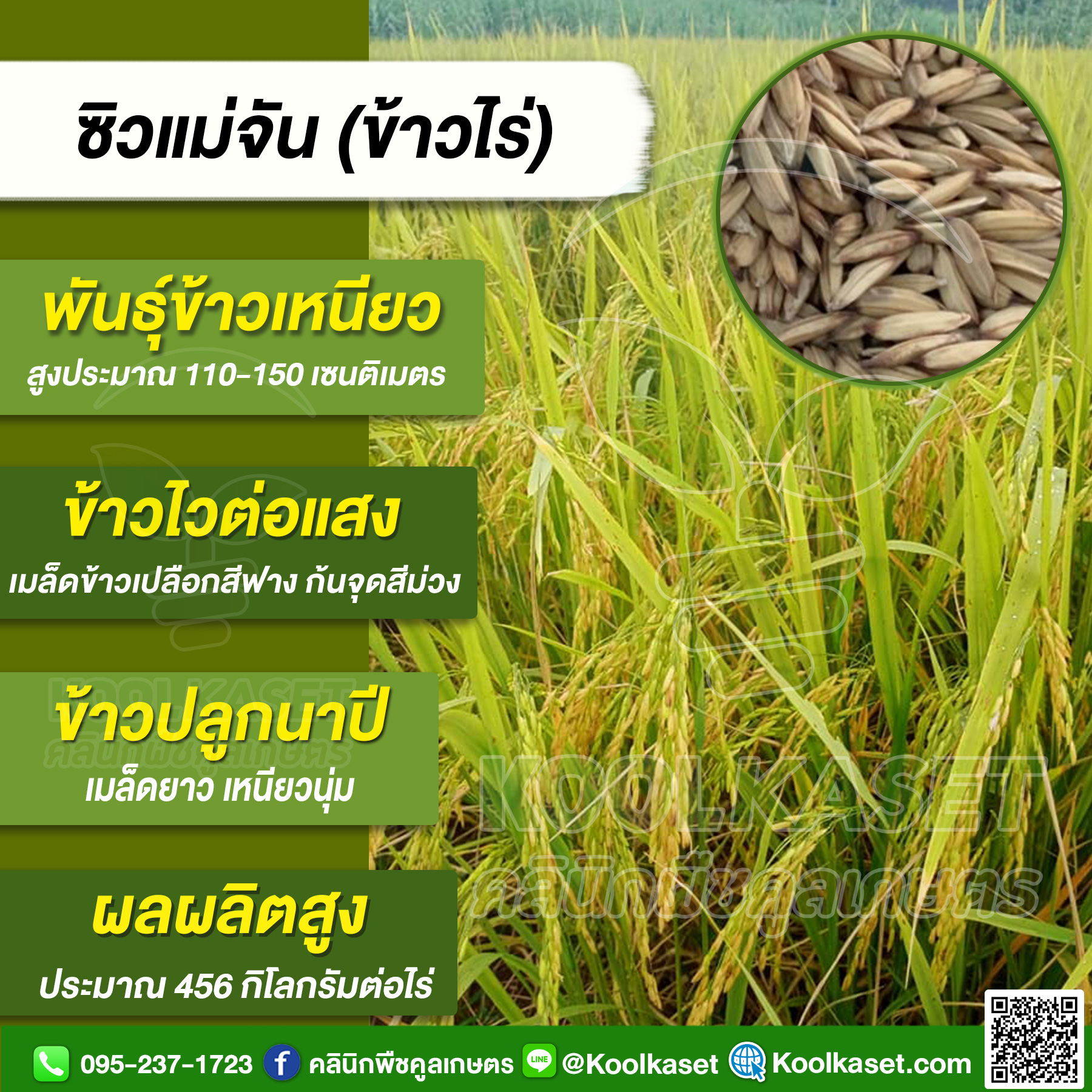 KR165 ข้าวซิวแม่จัน 1800-1800 JPG80