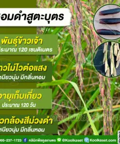 เมล็ดพันธุ์ข้าว ข้าวเจ้าดำ หอมสูตะบุตร ไม่ไวแสง 20 กก. คลินิกพืชคูลเกษตร KR171