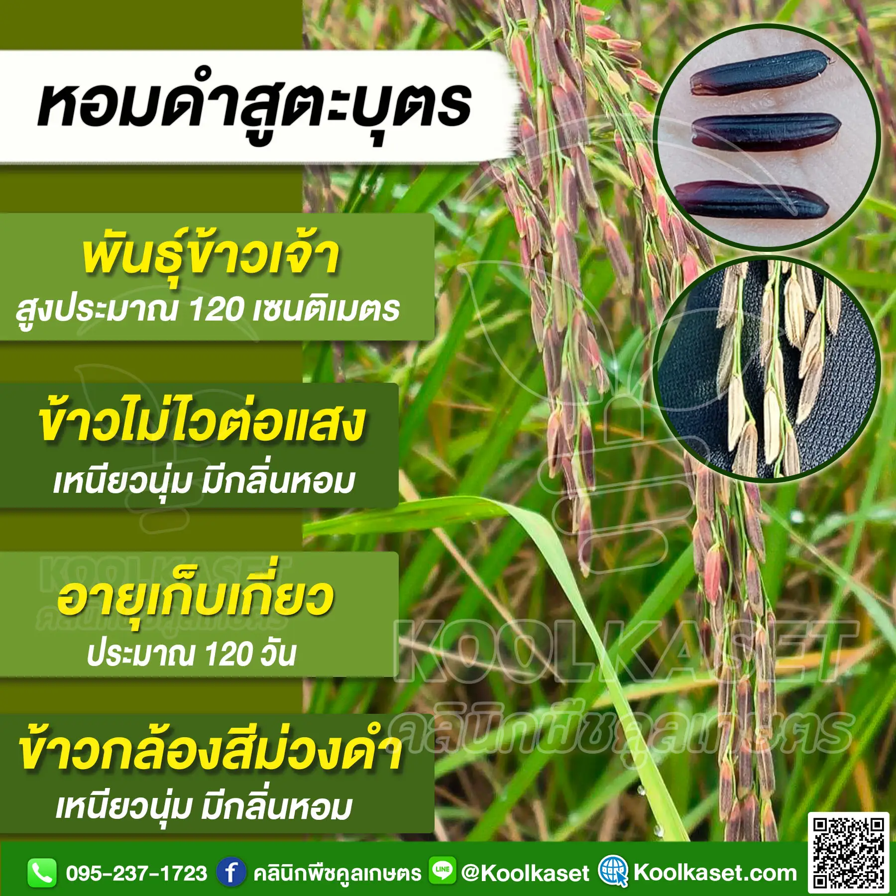KR171 หอมดำสูตะบุตร นาปรัง JPG5