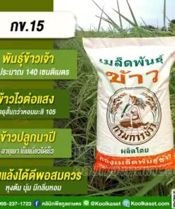 เมล็ดพันธุ์ข้าว ข้าวเจ้า กข.15 กรม ข้าวนาปี ไวแสง 25 กก. คลินิกพืชคูลเกษตร KR173