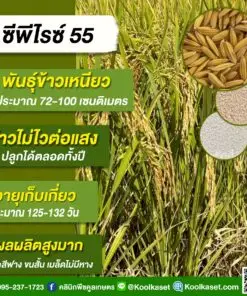 เมล็ดพันธุ์​ข้าว พันธุ์ใหม่ล่าสุด ข้าวเหนียว ซีพีไรซ์ 55 นาปี นาปรัง ผลผลิตสูง 20 กก.คลินิกพืชคูลเกษตร KR176