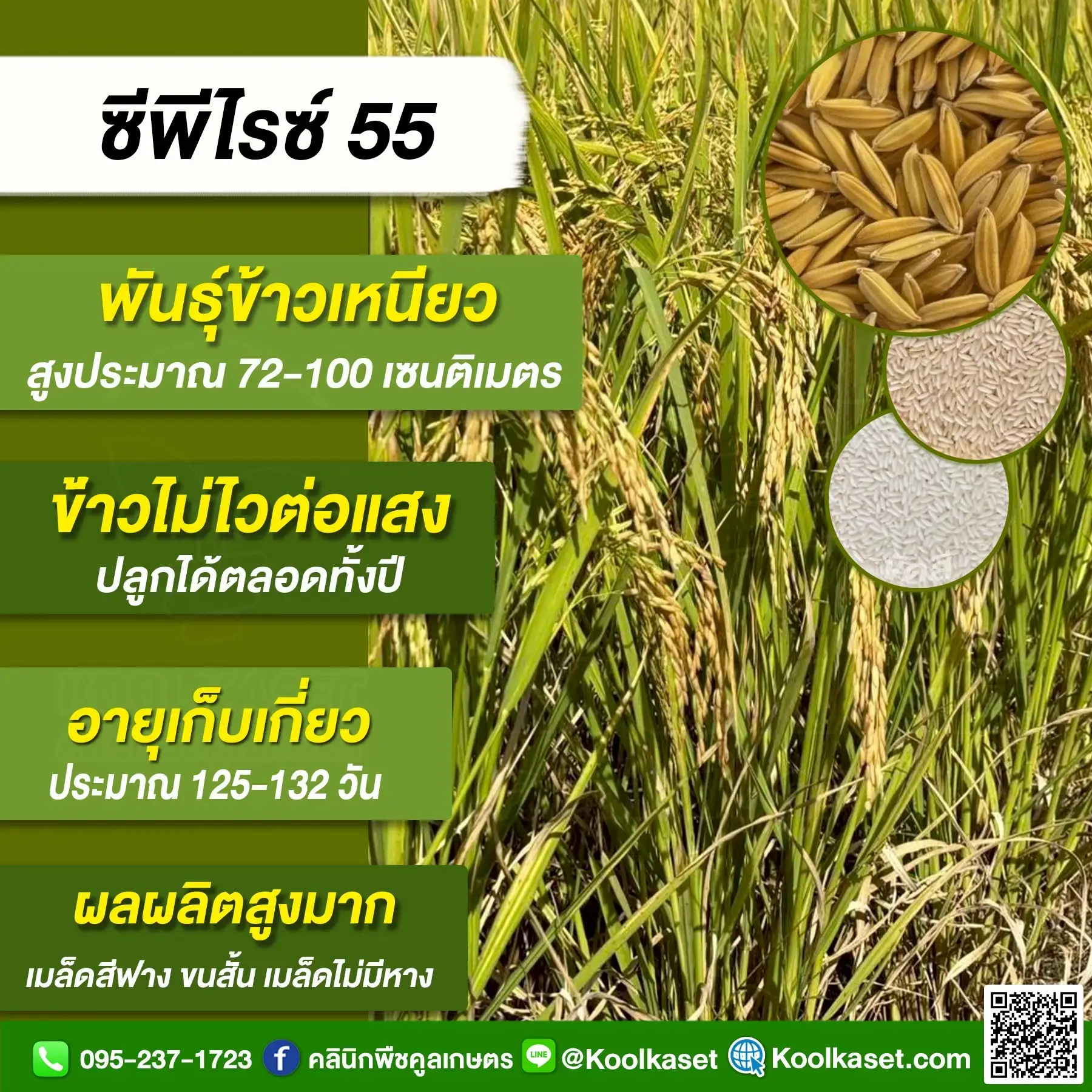 ซีพี55