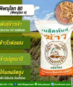 เมล็ดพันธุ์ข้าว ข้าวเจ้า พิษณุโลก 80 กรม นาปี ไวแสง  25 กก. คลินิกพืชคูลเกษตร KR175