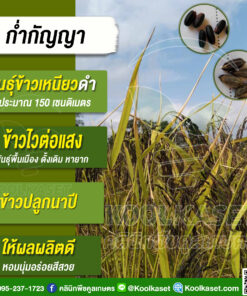 เมล็ดพันธุ์ข้าว ข้าวเหนียวดำ ก่ำกัญญา  นาปี ไวแสง กลิ่นหอม ให้ผลผลิตดี 25 กก. คลินิกพืชคูลเกษตร KR167