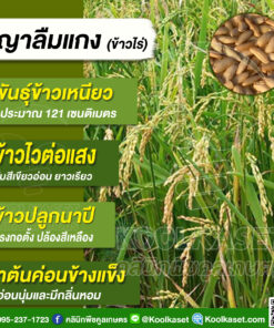 เมล็ดพันธุ์​ข้าว ข้าวเหนียว ข้าวไร่ พญาลืมแกง พันธุ์แท้ พื้นเมือง นาปี นาปรัง ไม่ไวแสง 15 กก.คลินิกพืชคูลเกษตร KR132