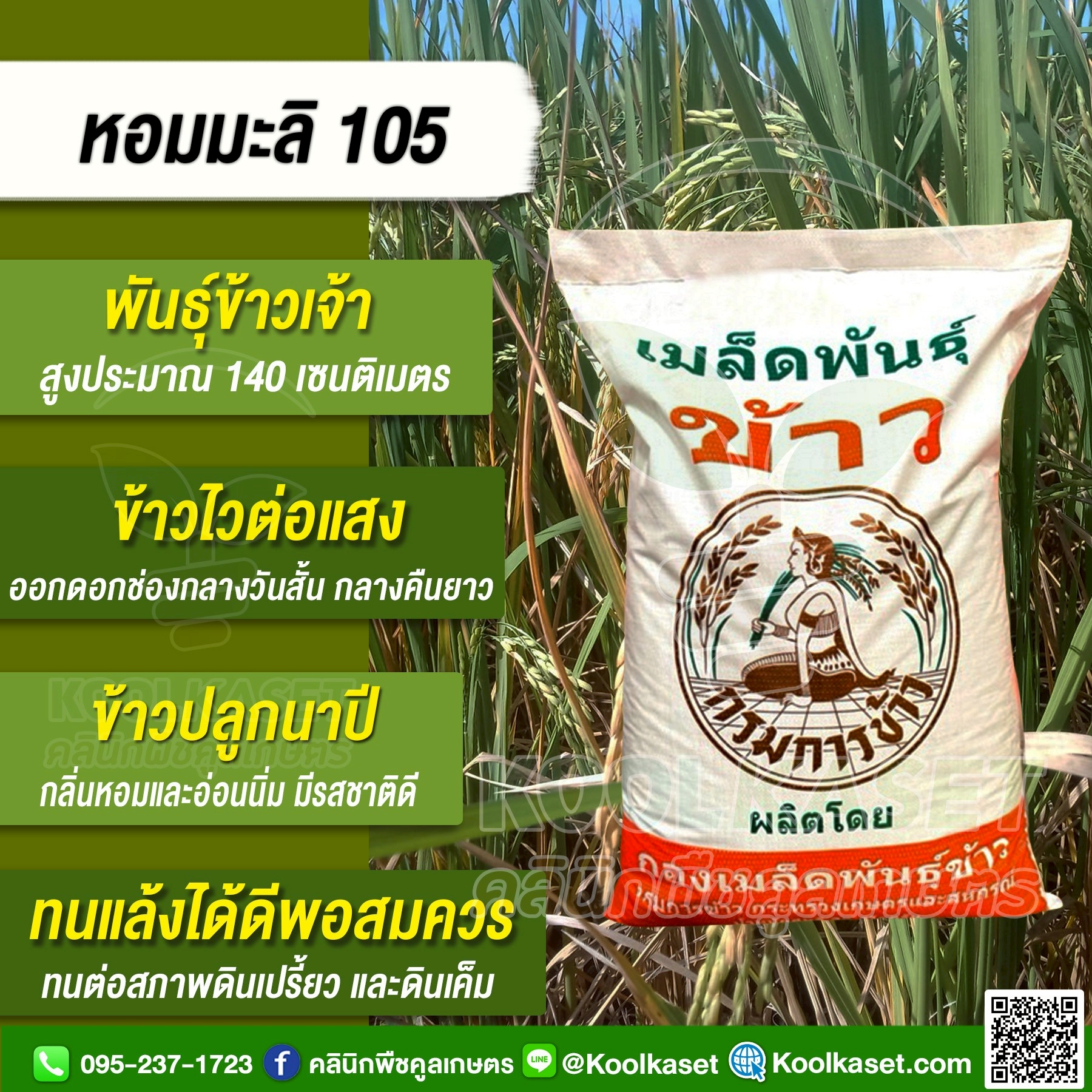 LINE_ALBUM_รายละเอียดพันธุ์ข้าว กระสอบ_260423_3