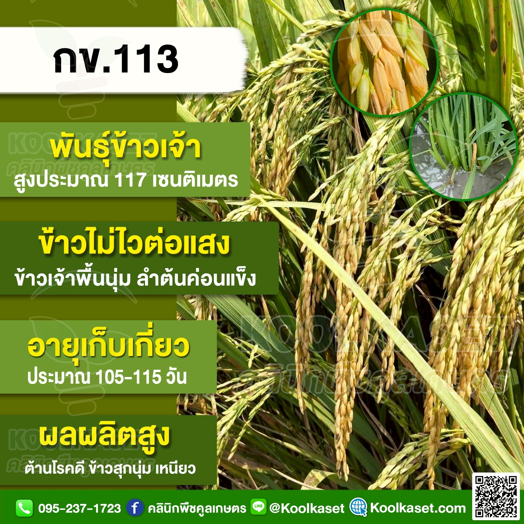 กข.113
