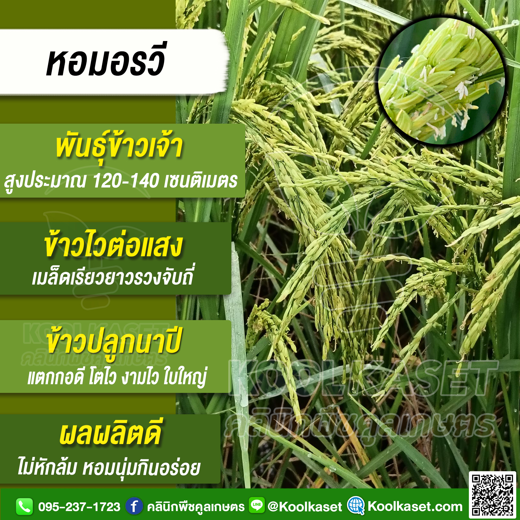 หอมอรวี