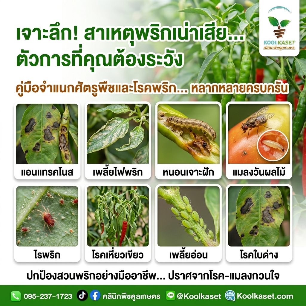 Combine_chili_pepper_pest_images_202608101617 (1)