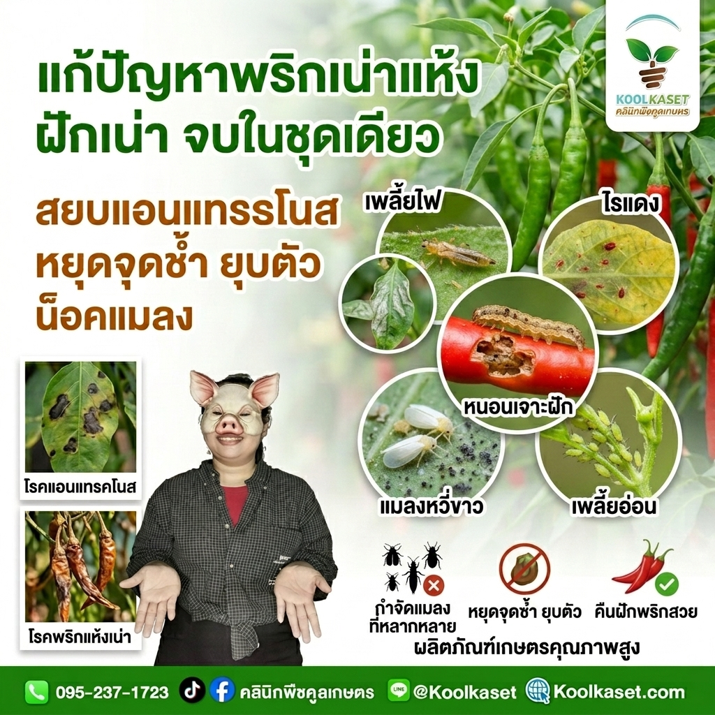 Combine_chili_pest_images_202608101615