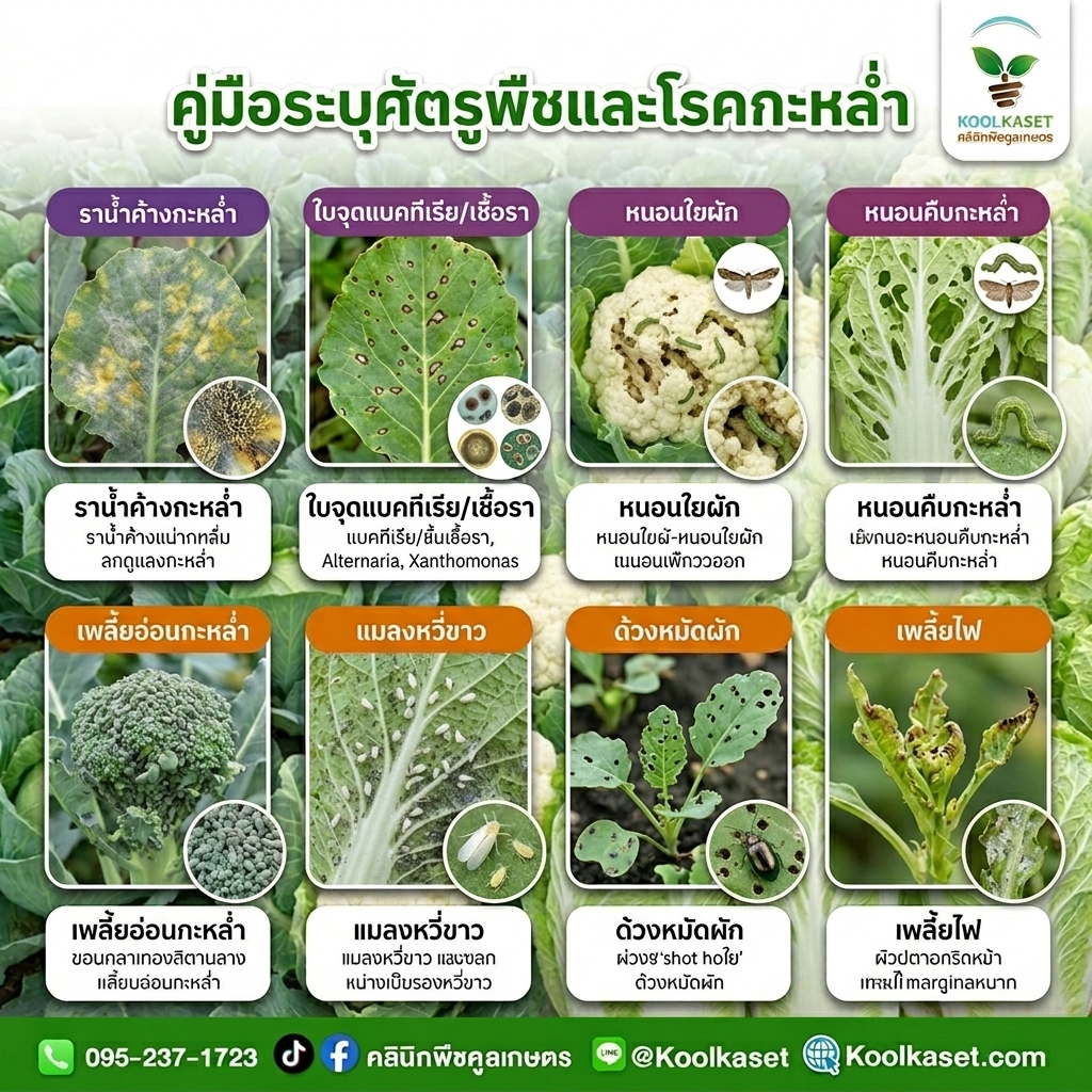 Insects_damaging_leaves_and_produce_202608101549