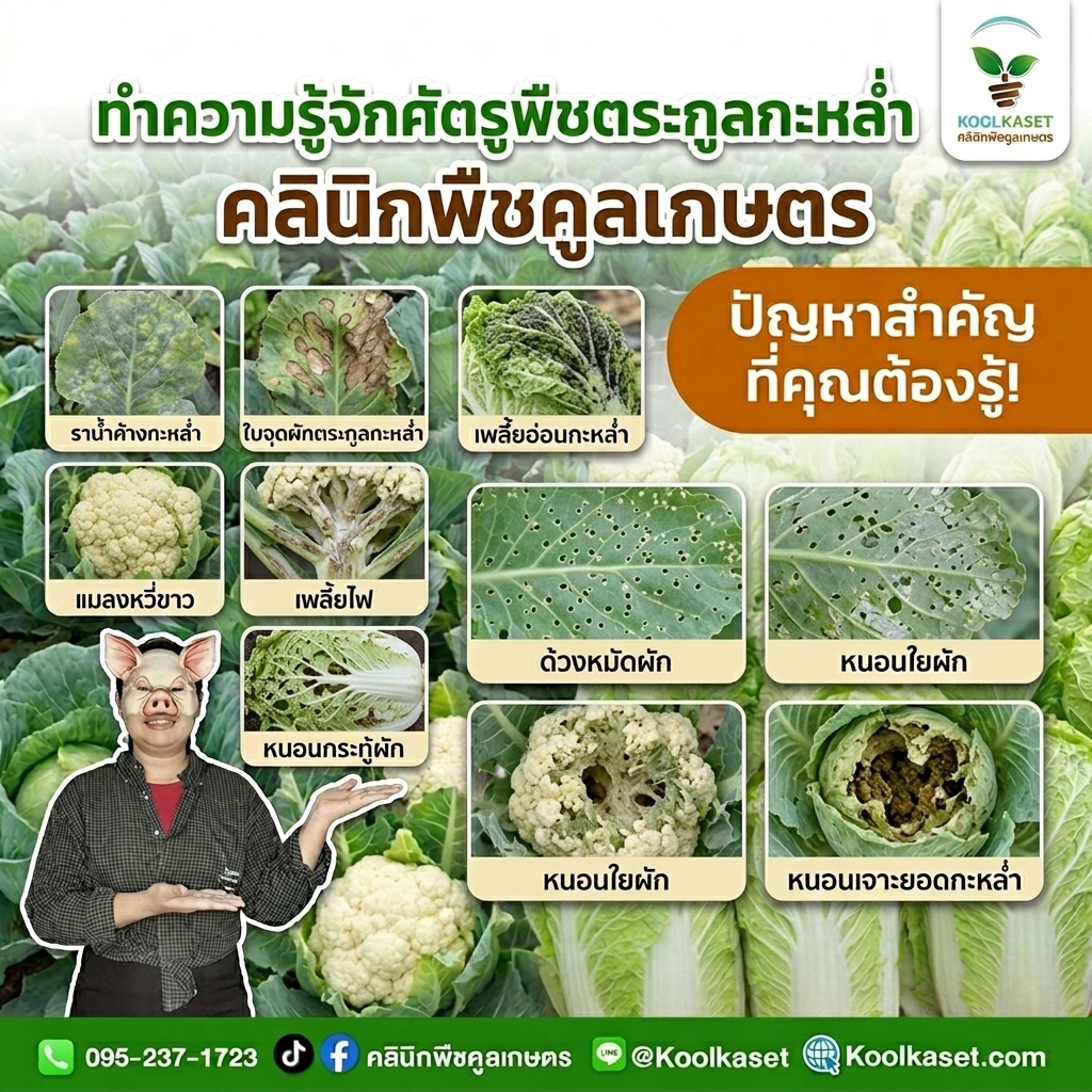 Insects_damaging_leaves_and_produce_202608101550