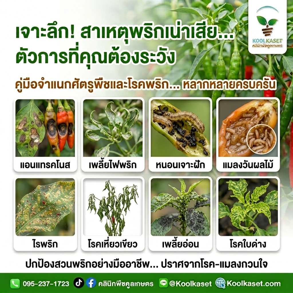 Insects_damaging_leaves_and_produce_202608101620
