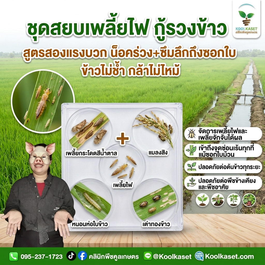 Rice_paddy_pests_and_fields_202607281508 (1)